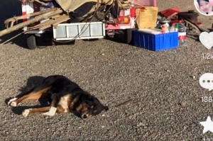 7天130人感染离开河南的人去哪了.河南12人感染