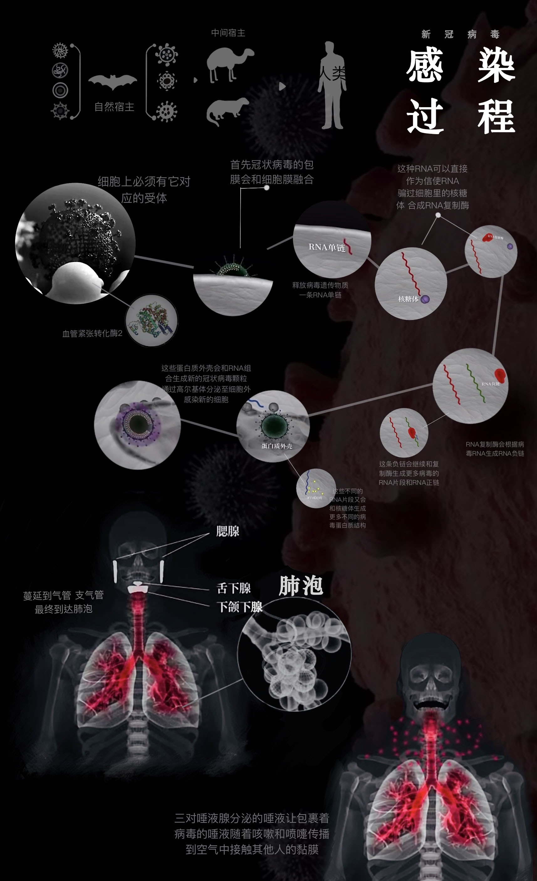 【河南省新冠疫情/河南省新冠疫情网课起止】-第3张图片