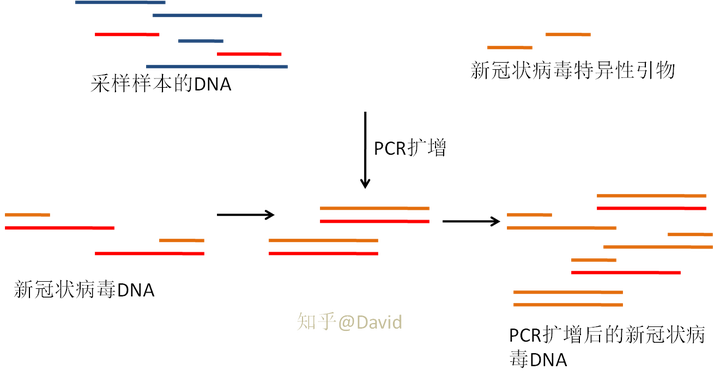 「出京是否需要核酸检测」〃出京须要核酸检测吗-第1张图片